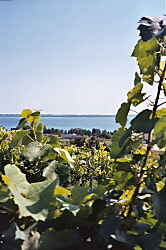 Vineyard