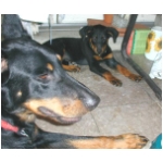 3phoniceunduri.html