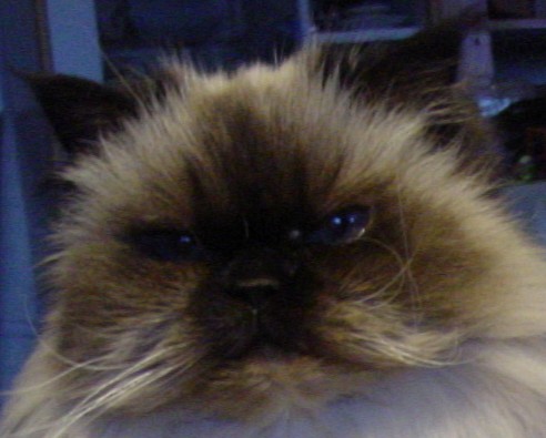 leila_portrait.jpg (40696 bytes)