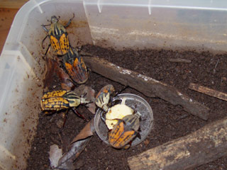 Mecynorrhina oberthiri breeding box - Zuchtbehlter - bote pour lever des ctoines
