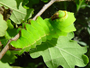 Antheraea yamamai: larve fabricant de la soie - (japanische Eichenseidenspinnerraupe)