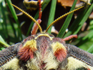 Graellsia isabellae: dtail de la tte d'une femelle - weibliches Kopfdetail