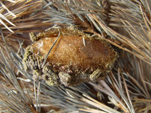 Graellsia isabellae: cocon - Kokon