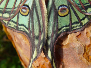 Graellsia isabellae: dtail des ailes postrieures - Flgeldetail eines Mnnchen