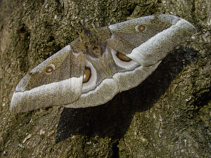 Gonimbrasia zambesina: das Weibchen erreicht eine Spannweite von 15 cm - femelle