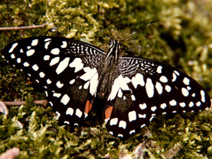 Papilio demodocus, Madagascar