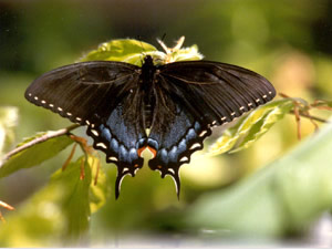 Papilio glaucus, female dark form, USA