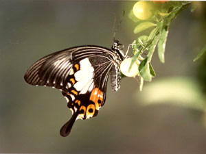 Papilio ledebouria, Philippines