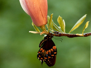 Papilio troilus, Mexico