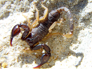 Euscorpius flavicaudis: Scorpion - mnnlicher Skorpion, Provence