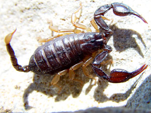 Euscorpius flavicaudis: femelle - weiblicher Skorpion, Provence