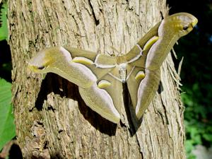 Samia cynthia (Philosamia cynthia): Ailanthusspinner, Gtterbaumspinner - Bombyx de l'Ailante, "Vernis du Japon"