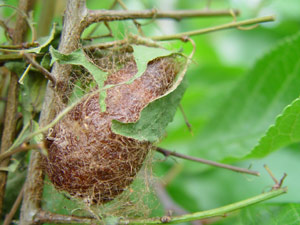 Saturnia pavonia: berwintert im Kokon - cocon du Petit Paon de Nuit