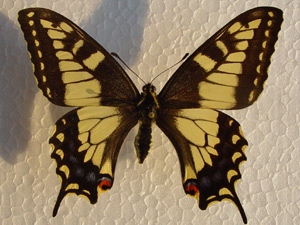 Hybride: Papilio zeliacon  x  Papilio machaon