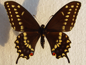 Hybride: Papilio machaon Mnnchen  x  Papilio asteria Weibchen