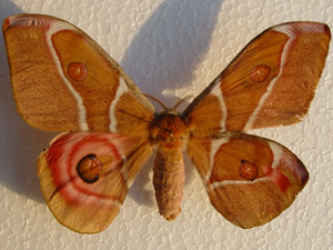 Antheraea suraka: Cette femelle a des dessins masculins sur les ailes postrieures - Kreuzzwitter (Hinterflgel)