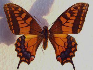Papilio machaon: la couleur de base virs dans le jaune trs fonc - Grundfarbe ist stark dunkelgelb!