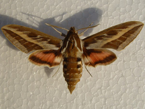 Hybride: Hyles lin. livornica mle  x  Hyles euphorbiae balearica femelle = Hyles hybr. mallorcensis
