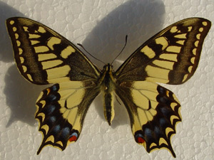 Hybride: Papilio hospiton  x  Papilio machaon