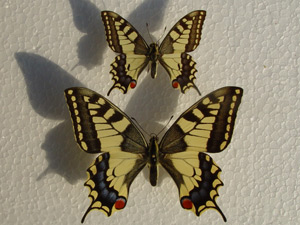 Papilio machaon: forme naine - Zwergform und normale Grsse