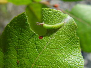 Apatura iris: Jungraupe - jeune chenille sur une feuille d'un saule marsault