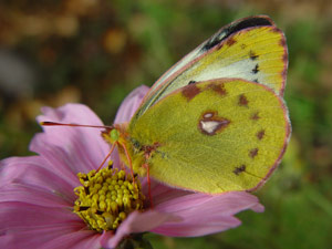 Colias hyale: Weibchen - femelle