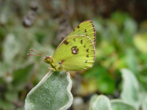 Colias hyale: Mnnchen - mle