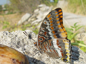 Charaxes jasius, Two-Tailed Pacha