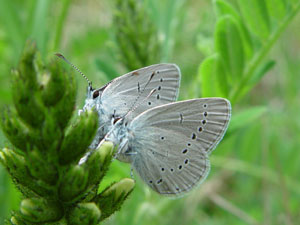 Cyaniris semiargus, Violetter Waldbluling, Mazarine Blue 