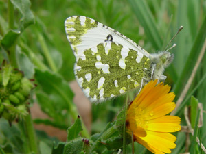 Euchloe crameri, Green-striped White
