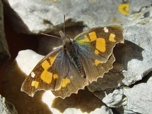Libythea celtis, Nettle-tree Butterfly