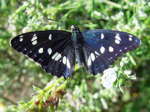 Limenitis reducta: mit blau schimmernden Flgeln - les ailes du mle possdent un reflet bleu mtalis