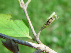Limenitis reducta: berwinterungsgehuse - hibernarium de la petite chenille