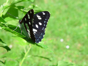 Limenitis reducta, Southern White Admiral