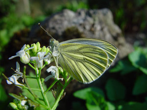 Pieris bryoniae, Mountain Green-veined White