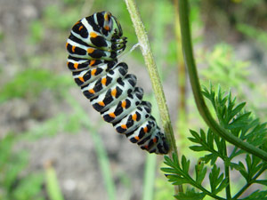 Papilio machaon: les chenilles mangent les feulles de carottes - Fenchel- oder Karottenkraut ist die Nahrung der Raupen