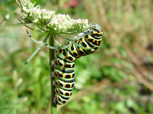 Papilio machaon: hungrige Raupe - la chenille dvore le feuillage de la carotte sauvage