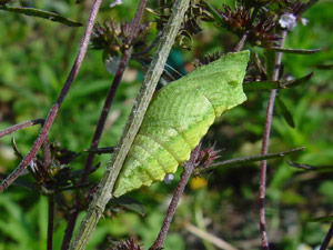 Papilio machaon: Puppe - la chrysalide est suspendue dans un lacet de fils de soie
