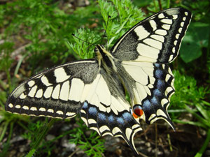 Papilio machaon: Schwalbenschwanz, Imago - adulte