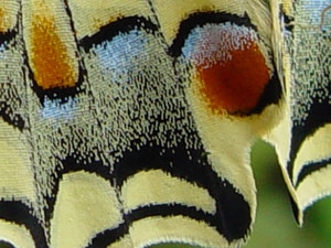 Papilio machaon: Schuppen - cailles du papillon