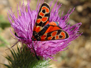 Zygaena fausta, Bergkronwicken-Widderchen, Coronilla Burnet-Moth, (Zygne de la Coronille)