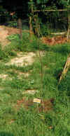 chene_plante.jpg (29758 octets)