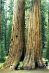 mariposa_redwoods2.jpg (110403 octets)