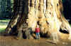 mariposa_redwoods3.jpg (111306 octets)