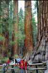 mariposa_redwoods5.jpg (105789 octets)