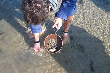 Krabben werden gefunden