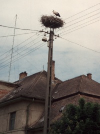 Storch in svnyrr