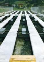 silenen.gif (76234 Byte)