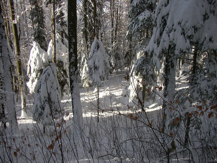 winter2006 (47).JPG