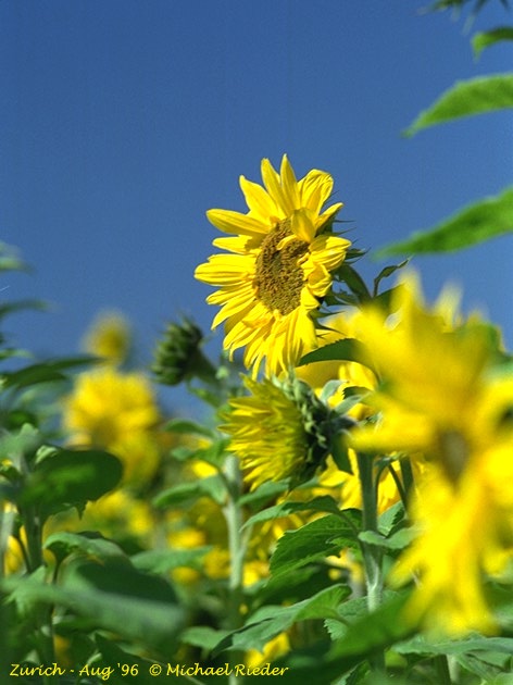 Sunflower 58k
